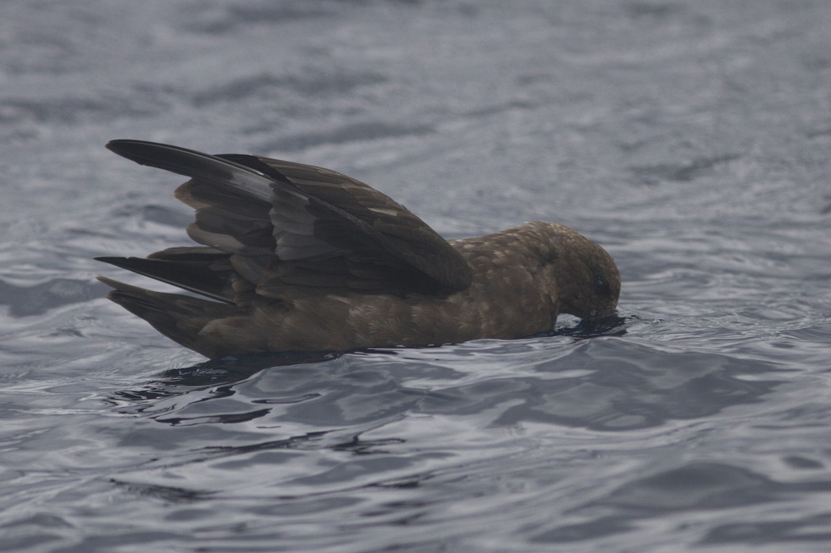 EBird Checklist 16 Jul 2023 Offshore Sydney Pelagic 11 Species