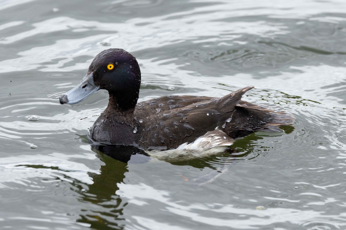Tufted Duck - ML594750461