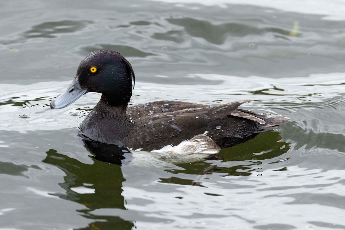 Tufted Duck - ML594750481