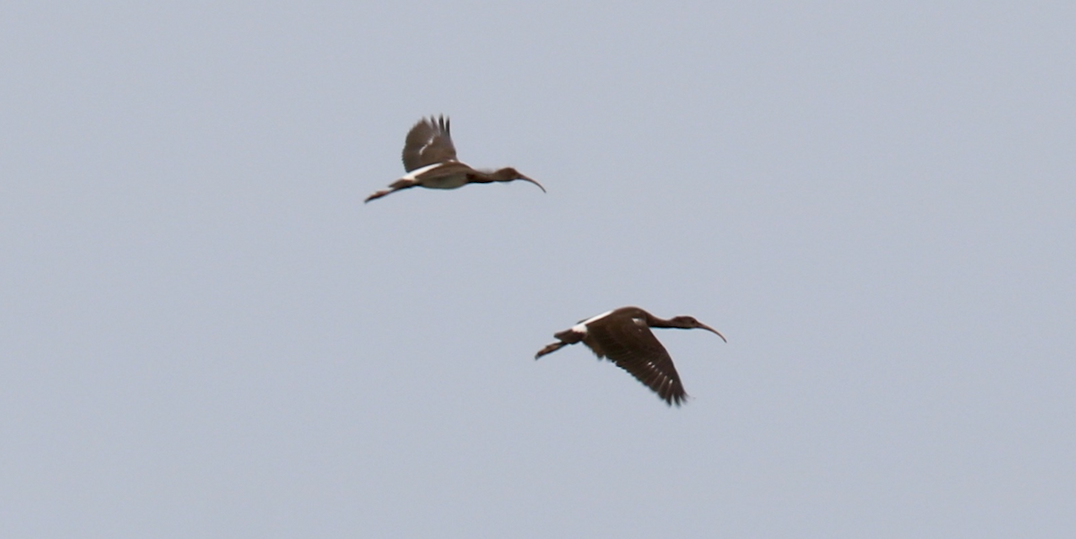 ibis bílý - ML594750901
