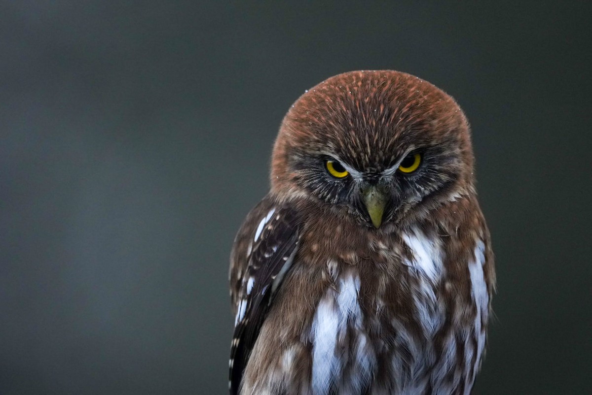 Austral Pygmy-Owl - Sergio Jaque Bopp