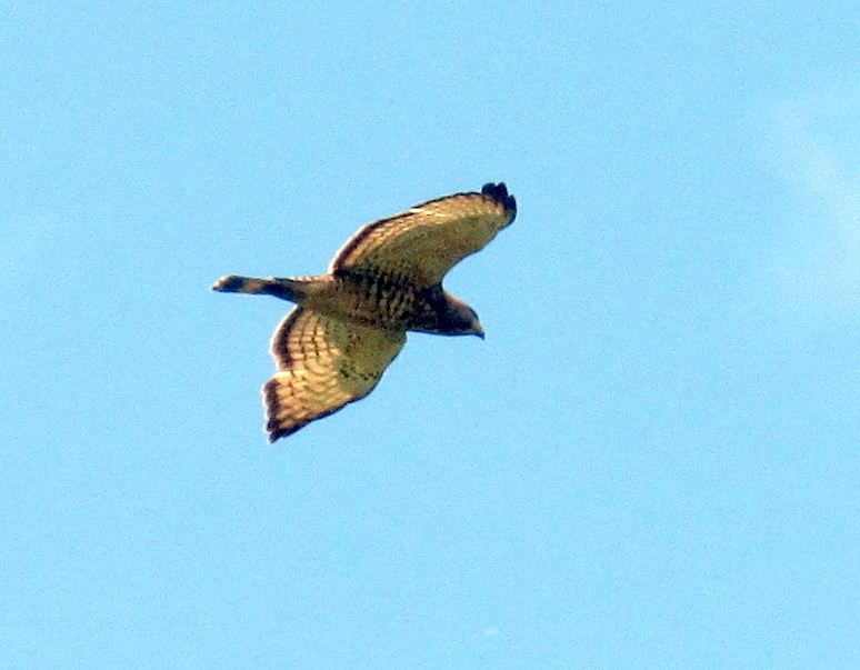 Broad-winged Hawk - ML59475221