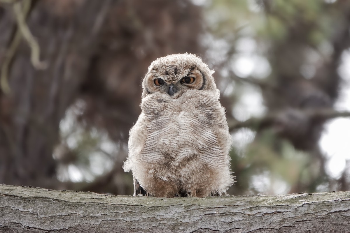 Lesser Horned Owl - Benjamin Gallardo