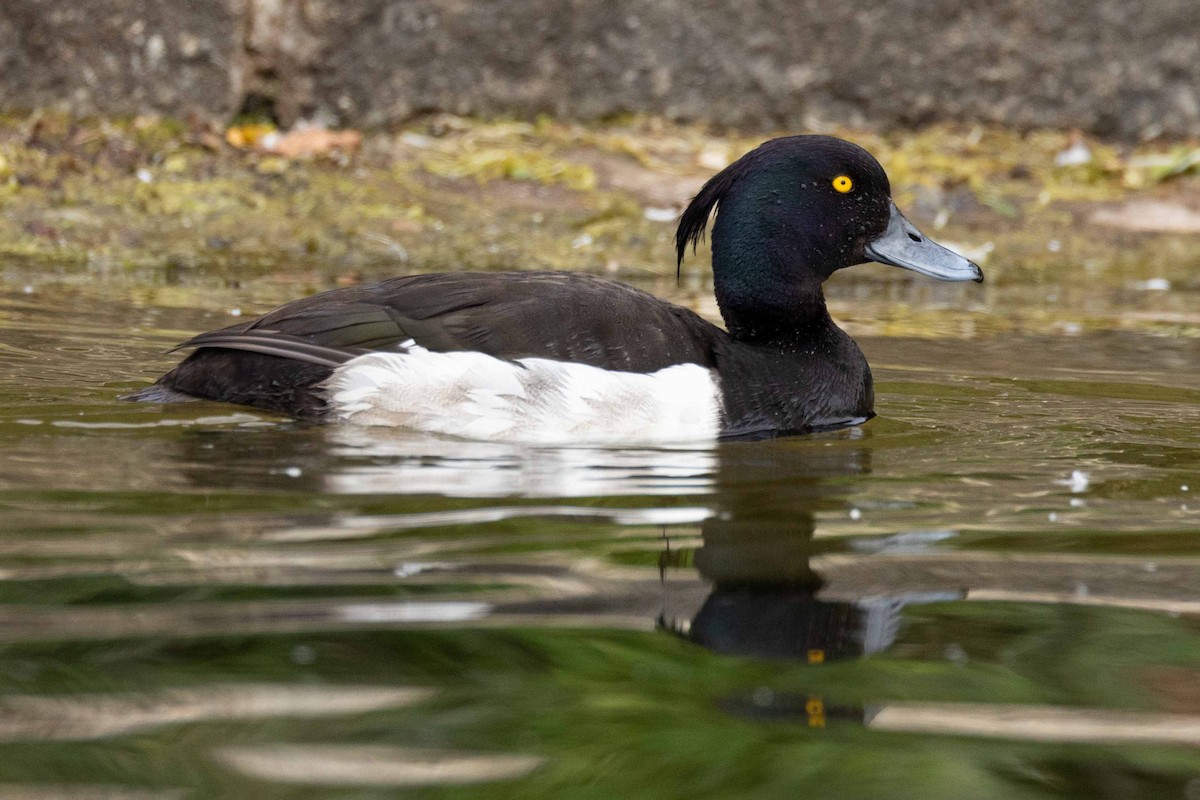 Tufted Duck - ML594754121