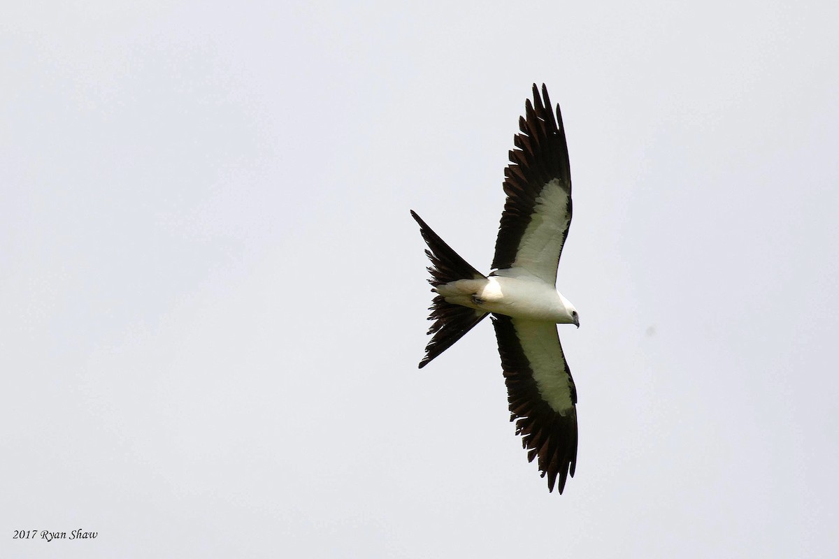 Swallow-tailed Kite - Ryan Shaw