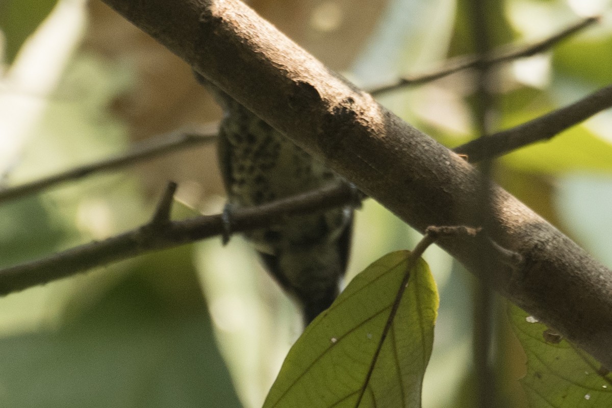 Speckled Piculet - ML594759461