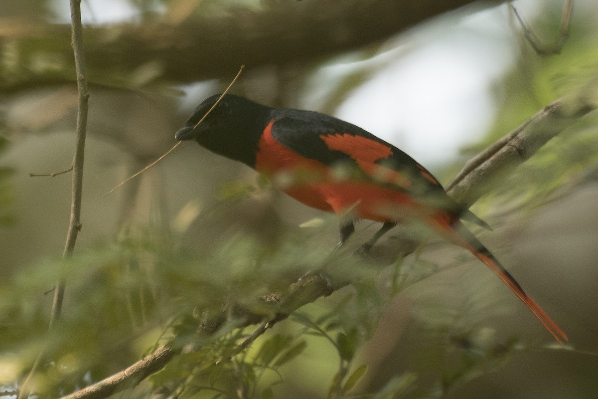 赤紅山椒鳥 - ML594759711