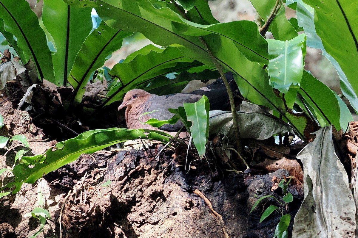 Philippine Cuckoo-Dove - ML594760901