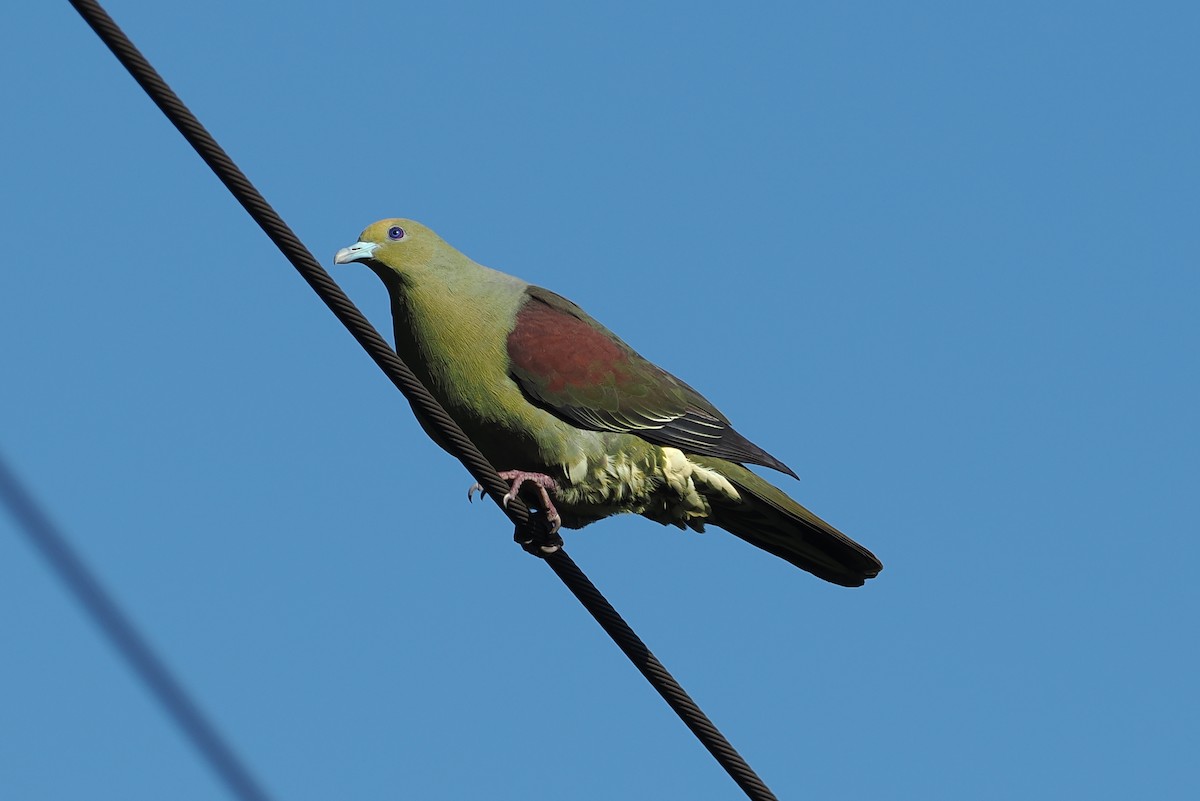 Whistling Green-Pigeon (Taiwan) - ML594764211