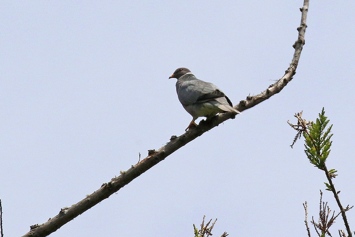Band-tailed Pigeon - ML594768231