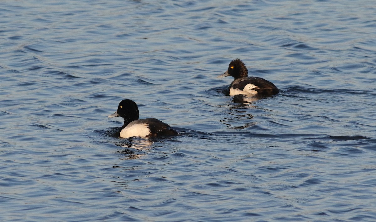 Greater Scaup - ML594770981