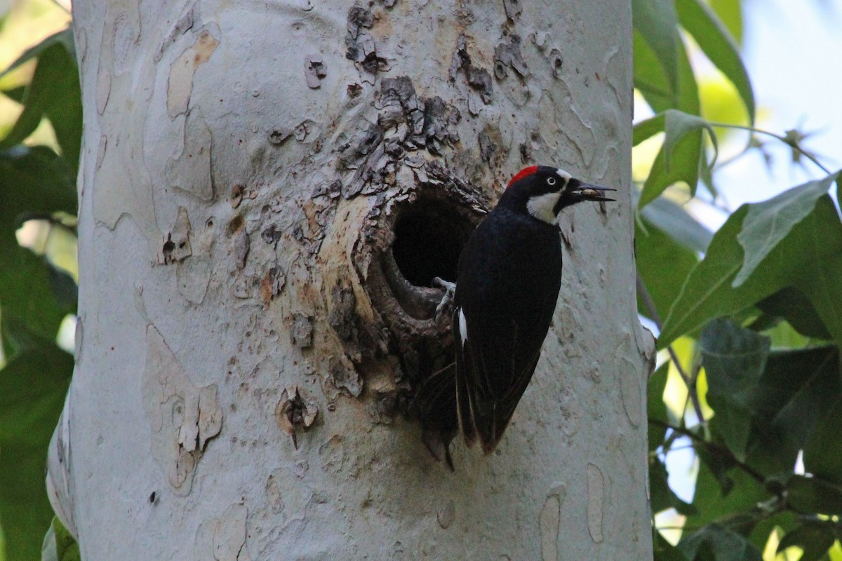 Acorn Woodpecker - ML594771191