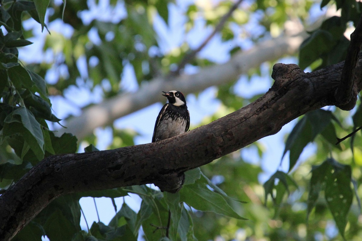 Acorn Woodpecker - ML594771201