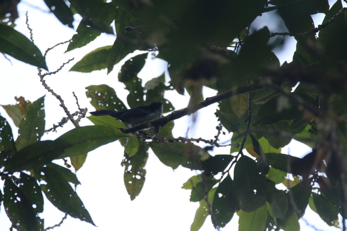 Fan-tailed Berrypecker - ML594771431
