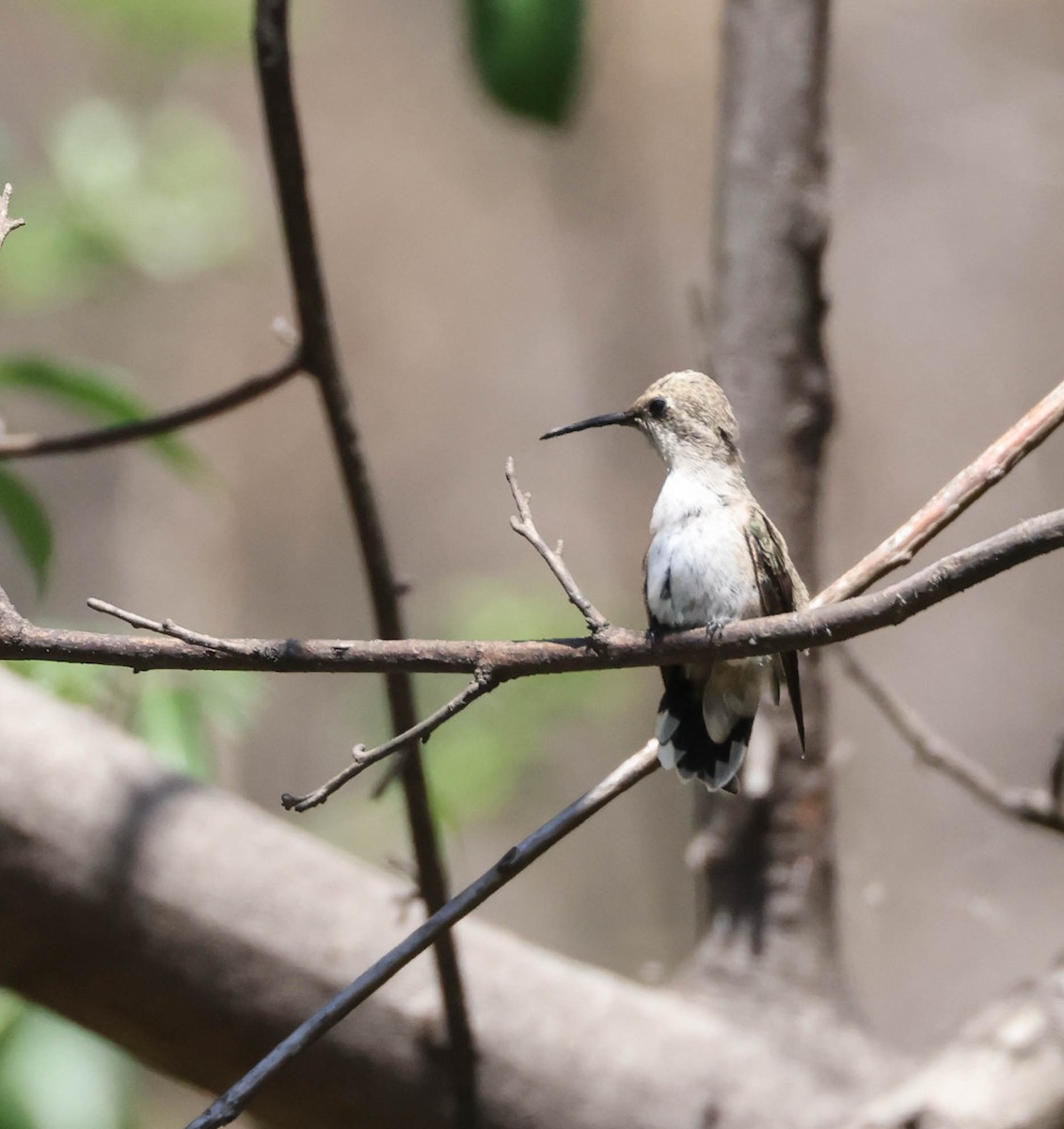 Costa's Hummingbird - ML594771921