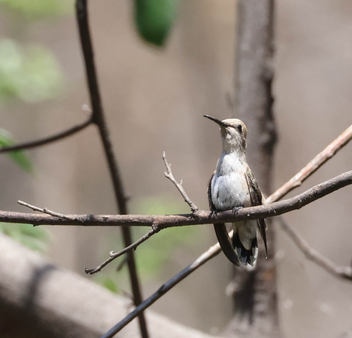 Costa's Hummingbird - ML594771931