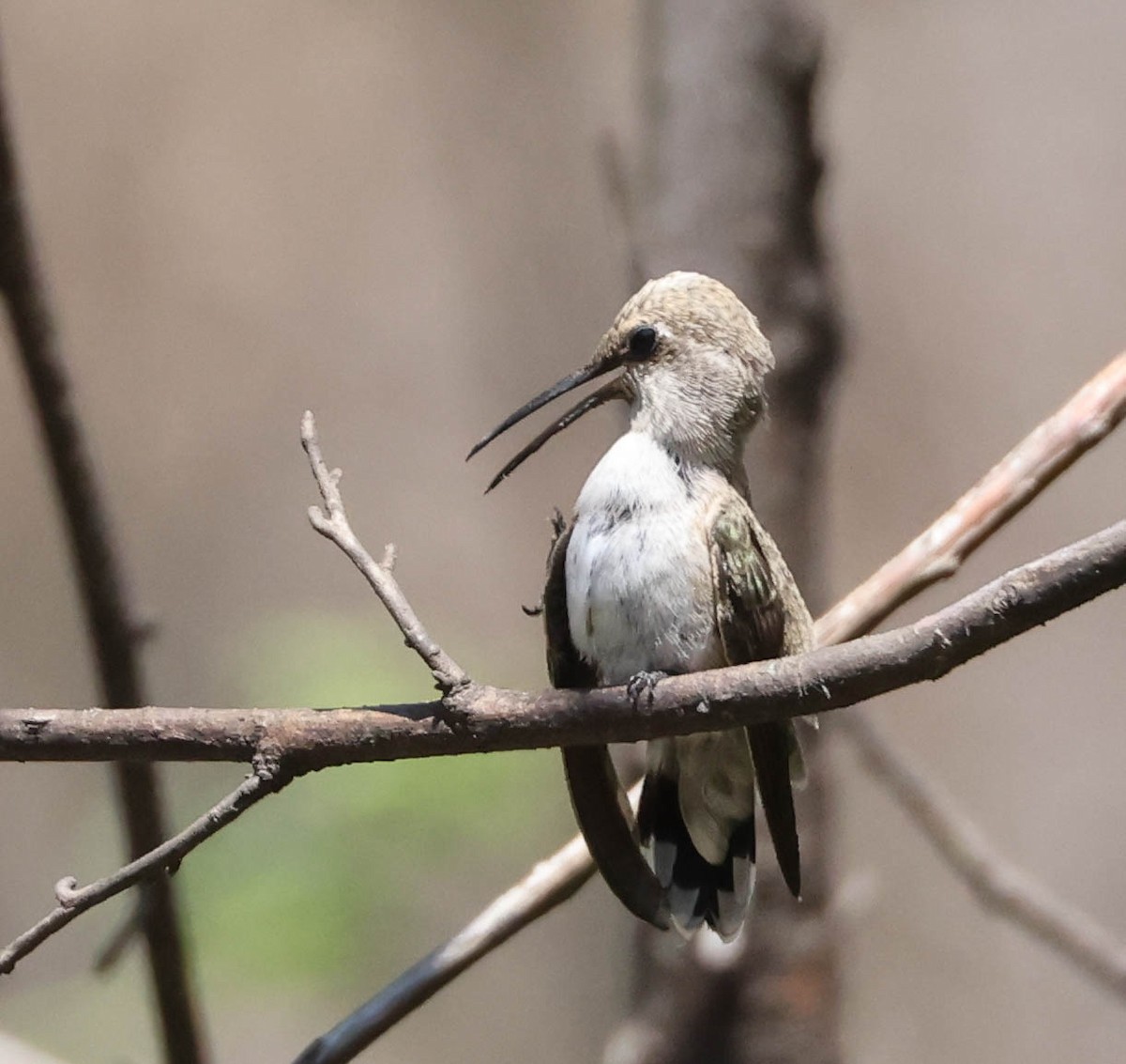 Costa's Hummingbird - ML594771941