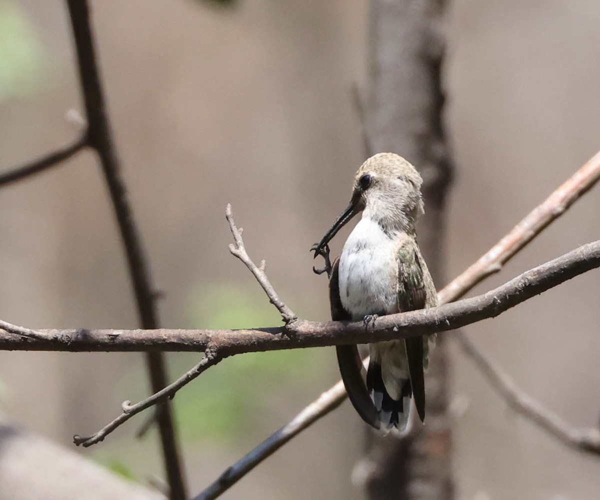 Costa's Hummingbird - ML594772031