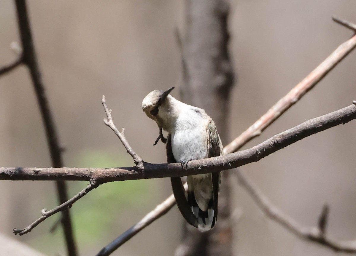 Costa's Hummingbird - ML594772051