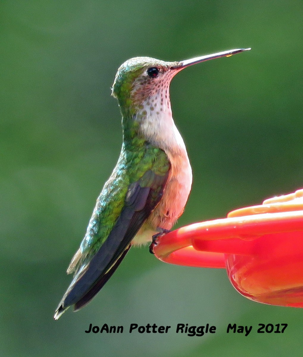 Broad-tailed Hummingbird - ML59477211