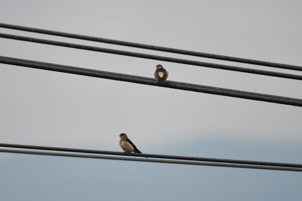 Red-rumped Swallow - ML594773771