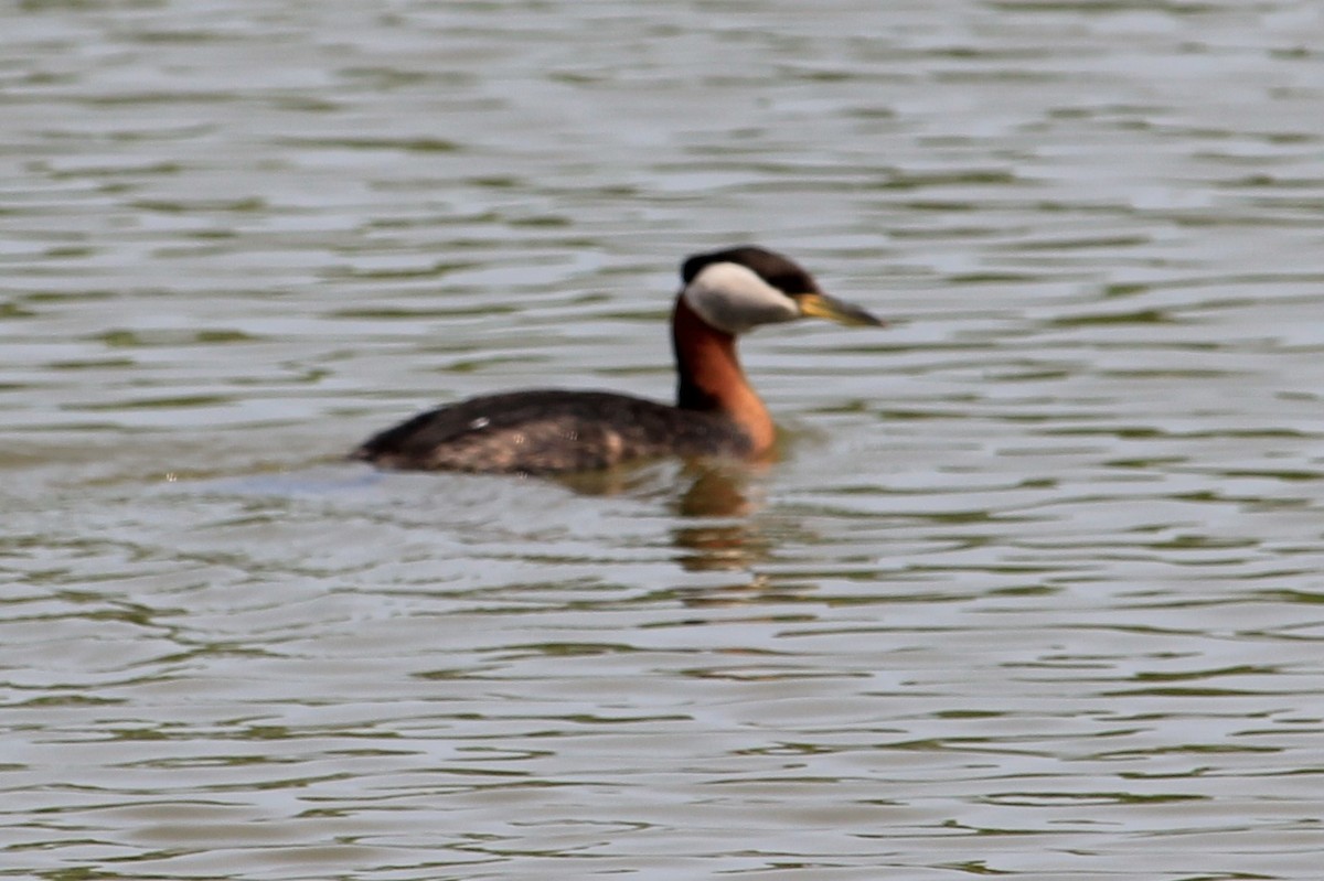Red-necked Grebe - ML594774731