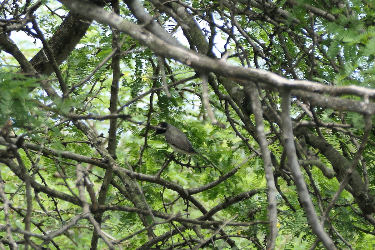 Fork-tailed Flycatcher - ML594779841