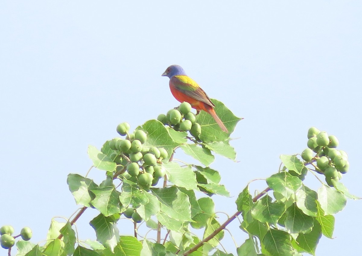 Painted Bunting - ML594782911