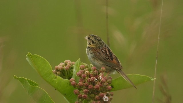 Henslow's Sparrow - ML594784451
