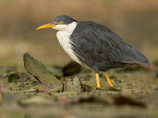  - Pied Heron