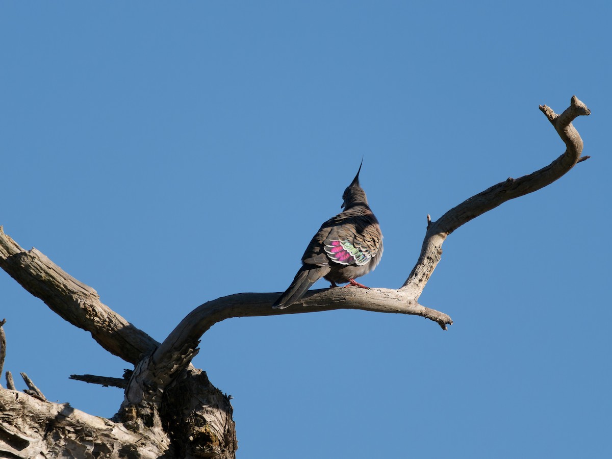 Crested Pigeon - ML594790171