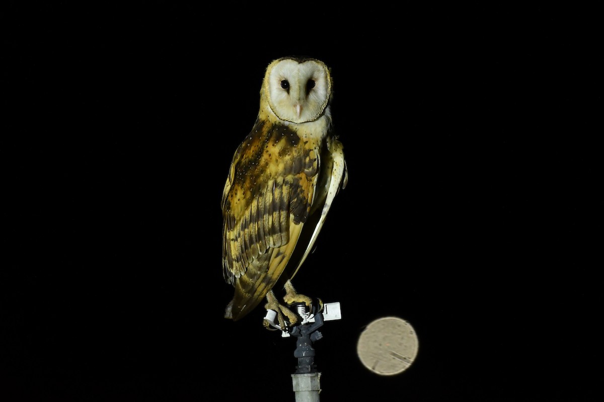 Australasian Grass-Owl - Haru Nagano