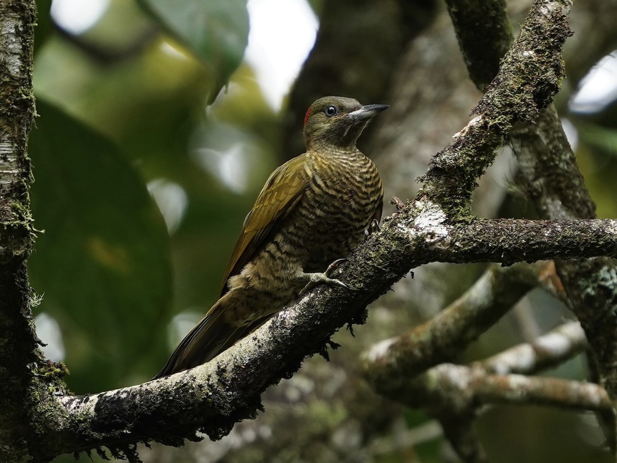 Rufous-winged Woodpecker - ML594792131