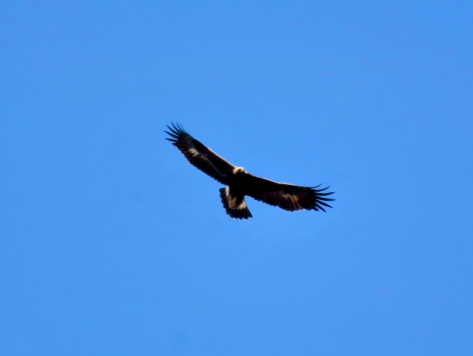 eBird Checklist - 10 Apr 2023 - Paumanok Trail (Jones Pond) - 8 species