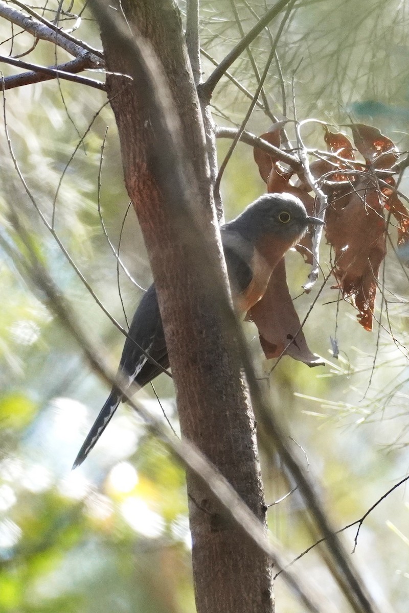 Fan-tailed Cuckoo - Ellany Whelan