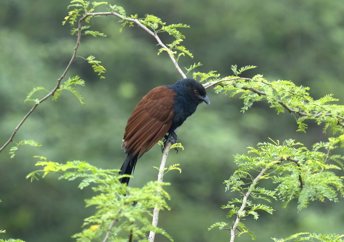 Greater Coucal - ML594799471