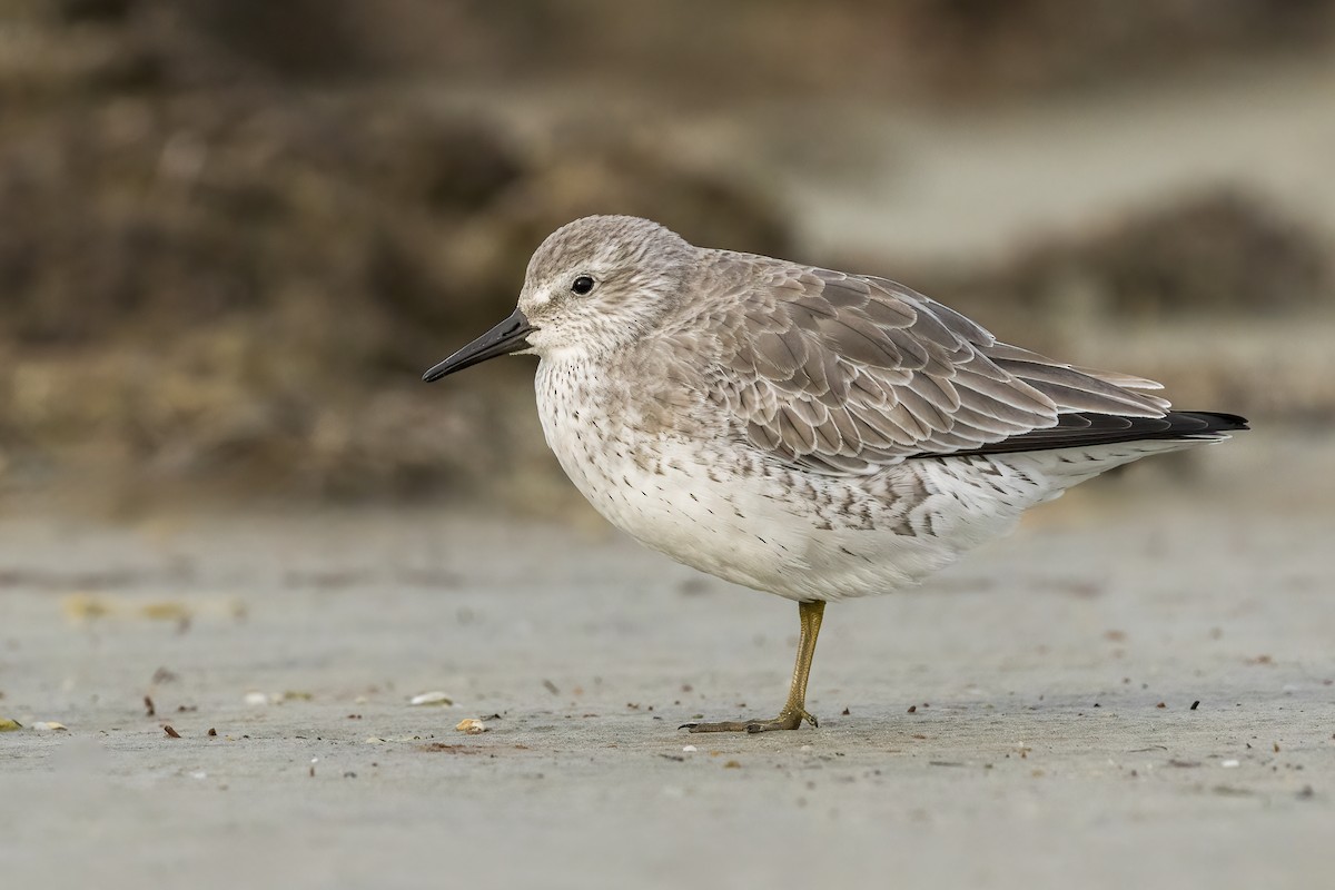 Red Knot - ML594800701