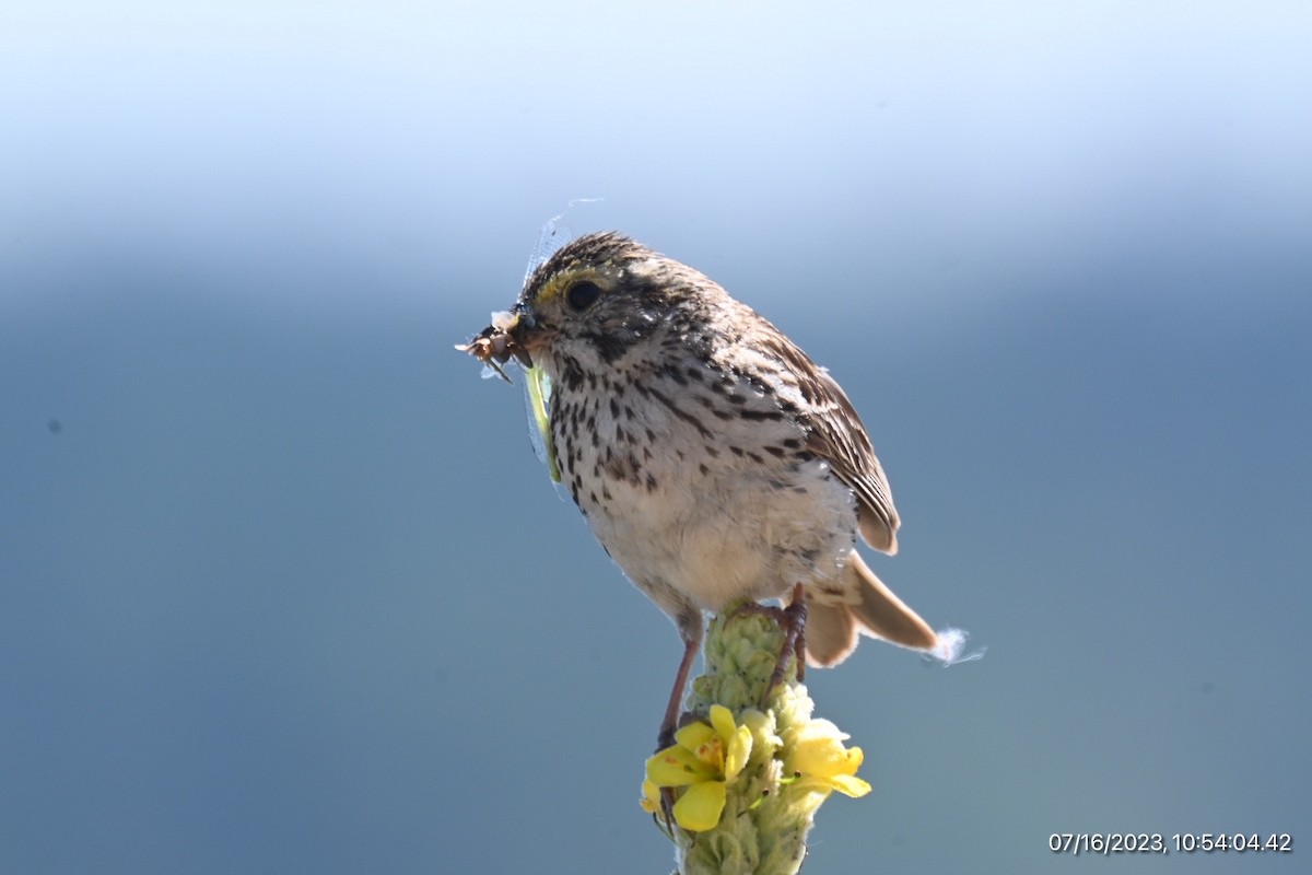 Savannah Sparrow - ML594807771
