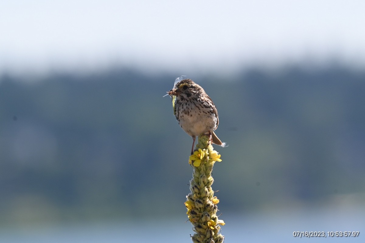 Savannah Sparrow - ML594807801