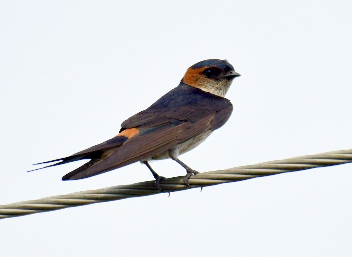 Red-rumped Swallow - ML594808631