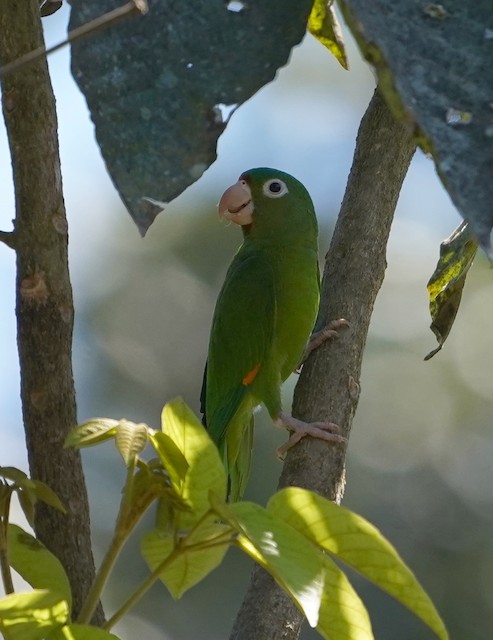 Golden 2024 winged parakeet