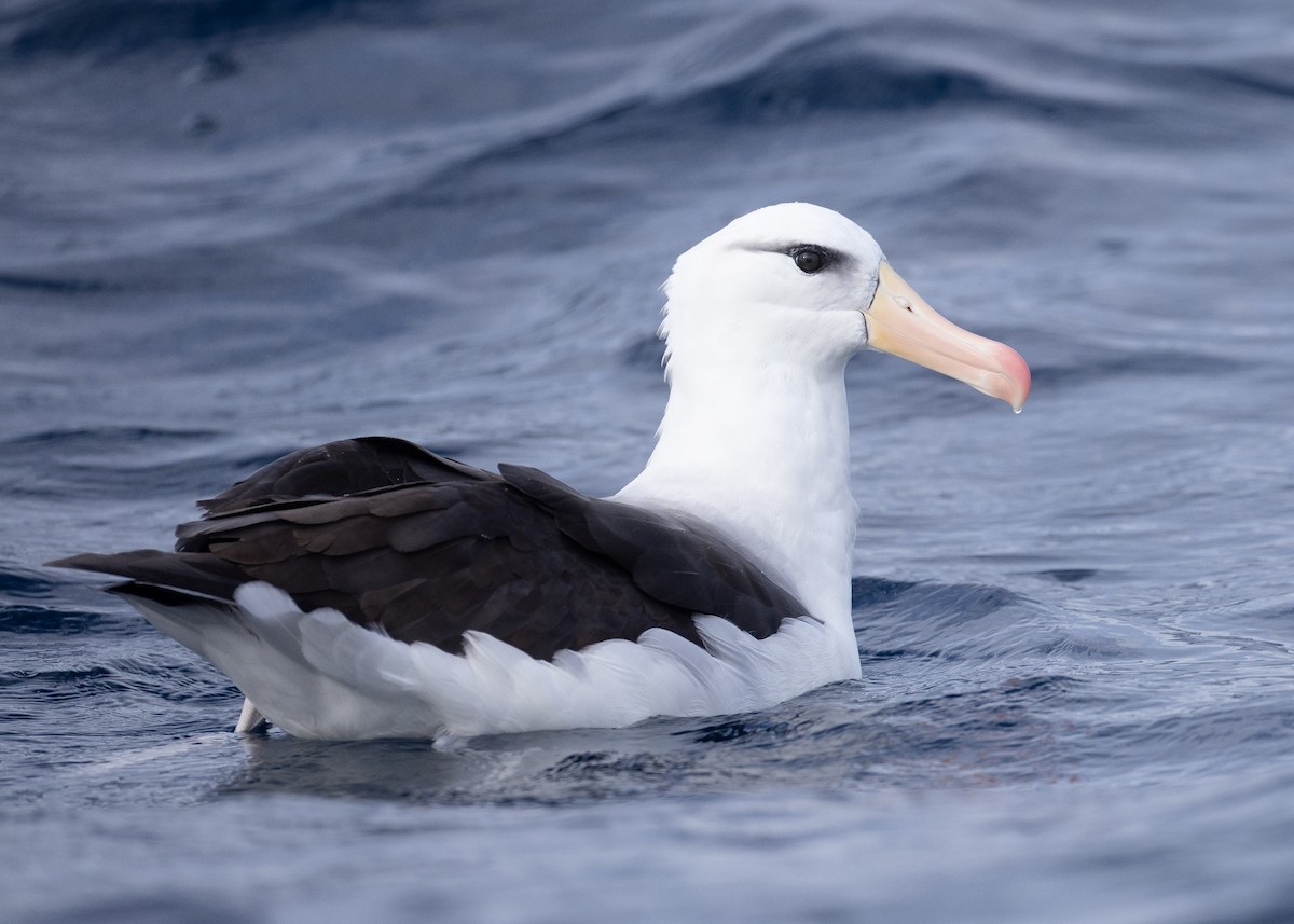 Black-browed Albatross (Black-browed) - ML594810721