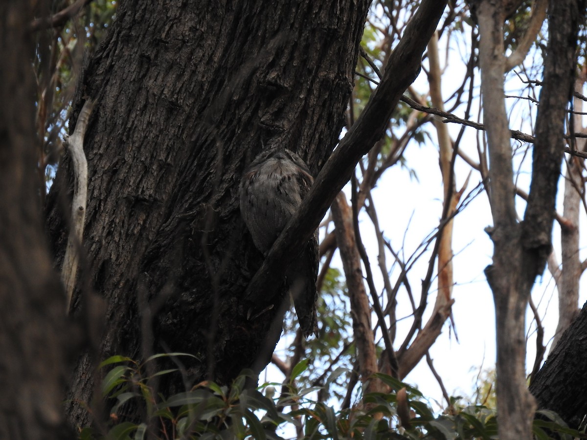 Tawny Frogmouth - Mike Robinson