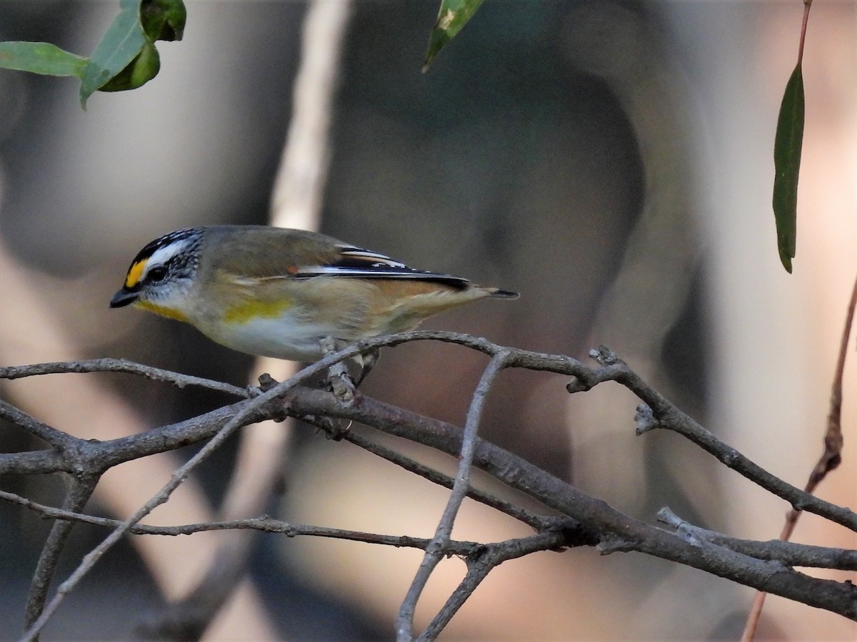 Striated Pardalote (Yellow-tipped) - ML594812101