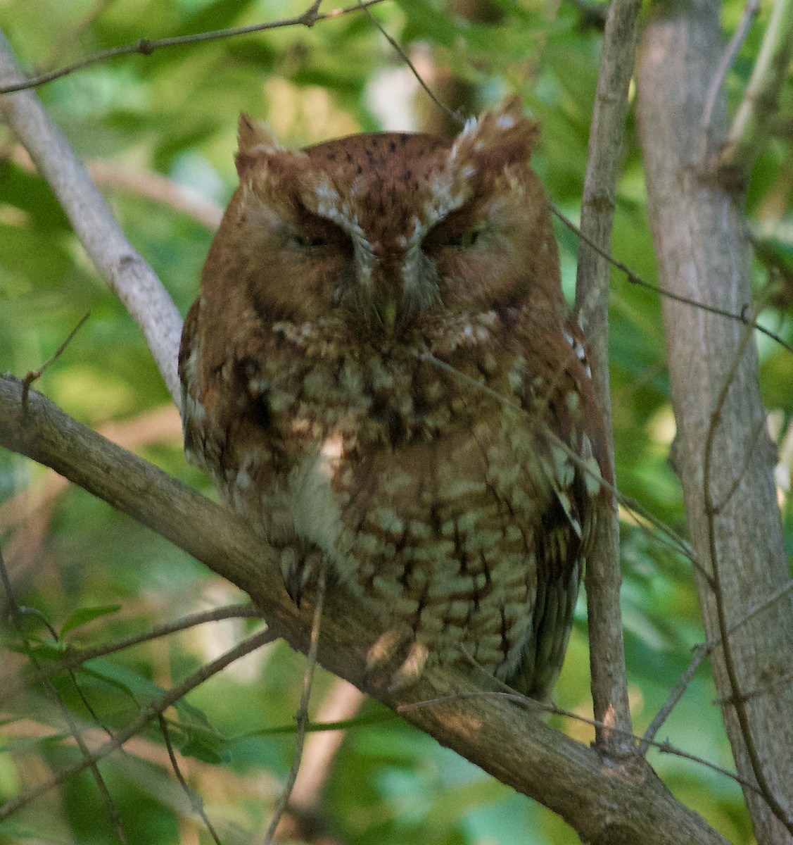 Eastern Screech-Owl - ML59481331