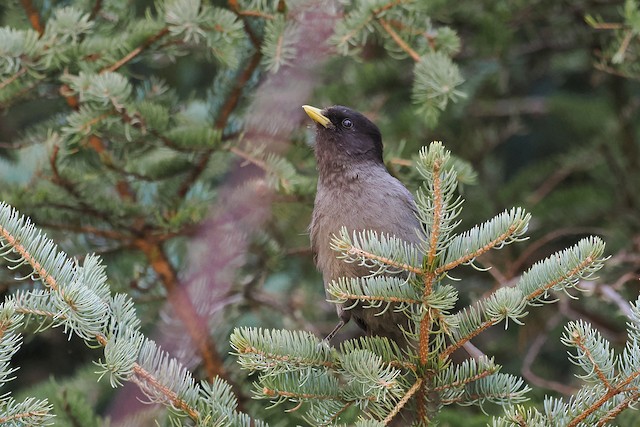 Photos - Sichuan Jay - Perisoreus internigrans - Birds of the World