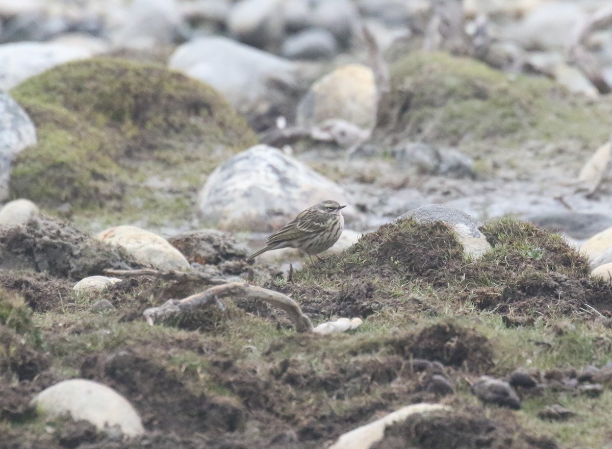 Rosy Pipit - ML594820081