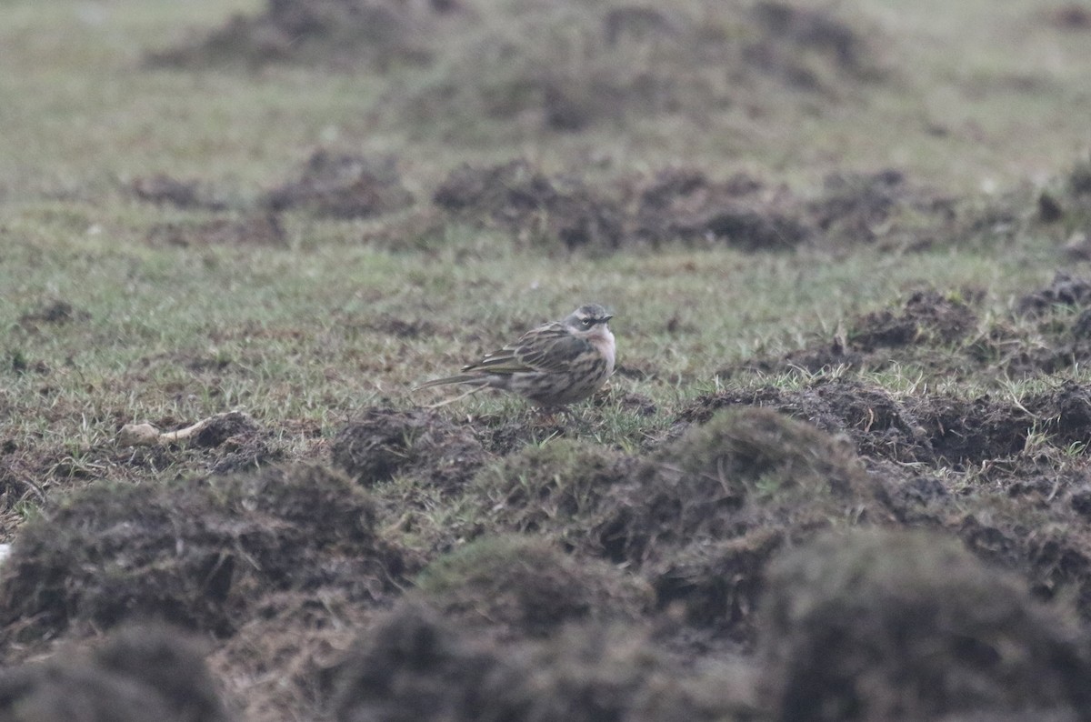 Rosy Pipit - ML594820091
