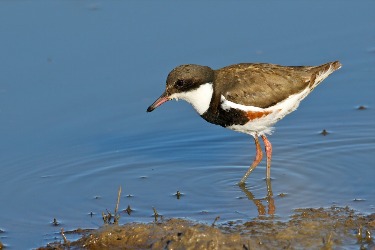Red-kneed Dotterel - ML594820341