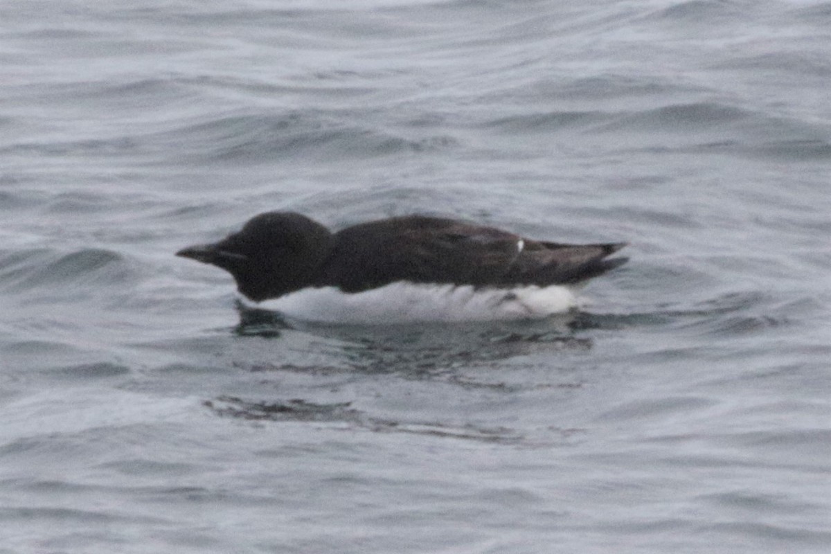 Thick-billed Murre - ML594820771